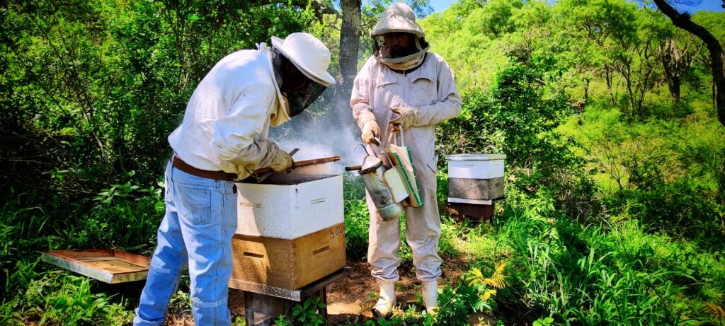 Quimera promueve miel del Amboró con un proyecto de economía sustentable
