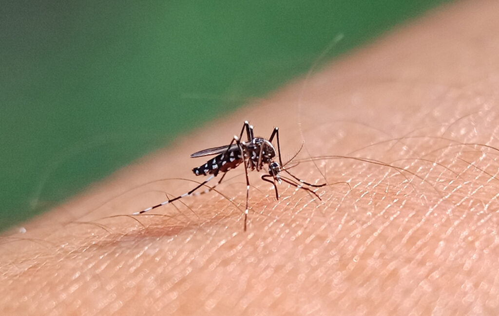 TAK-003, así se denomina la vacuna que podría mitigar el dengue en la región