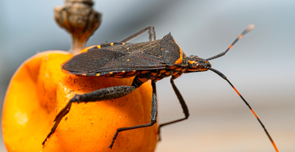 Chagas, una enfermedad silenciosa y peligrosa que persiste en la región ...