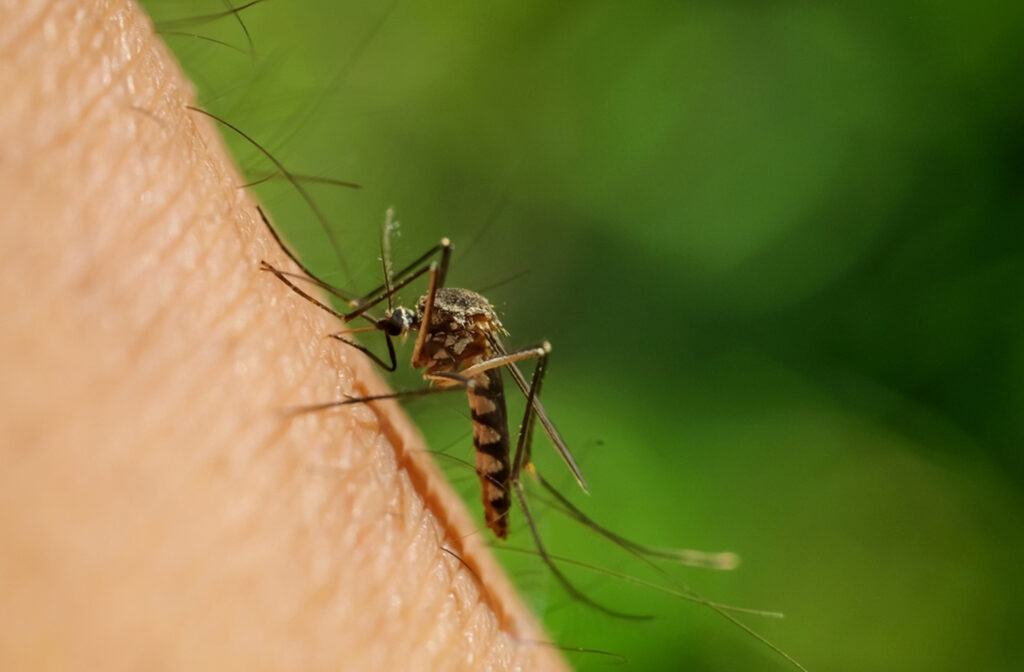 Del dengue a la fiebre oropouche: las enfermedades virales no dan tregua en el país
